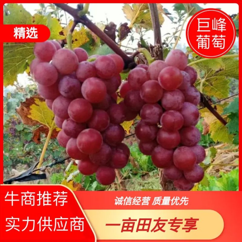 河北巨峰葡萄口感特甜干净颗粒大品质保证诚信经营接商超市场