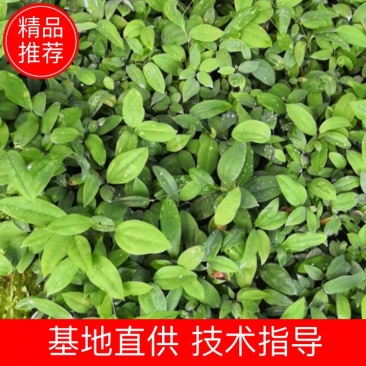 土茯苓种苗自产自销，量大从优，品质保障，诚信经营，可视频看货