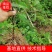 牛尾菜种苗牛尾蕨鞭干蕨药食同源植物供技术收产品