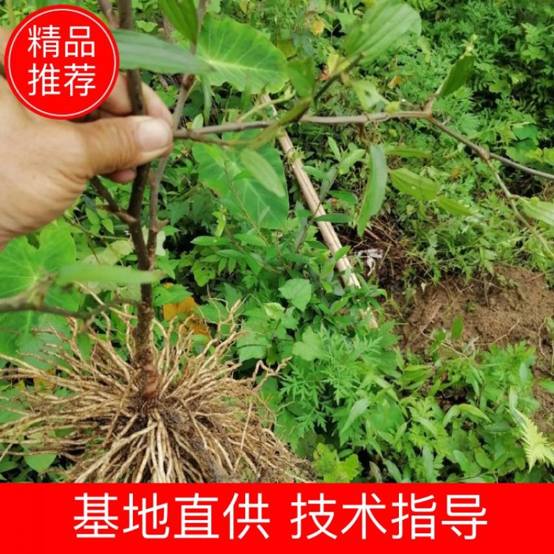 牛尾菜种苗牛尾蕨鞭干蕨药食同源植物供技术收产品