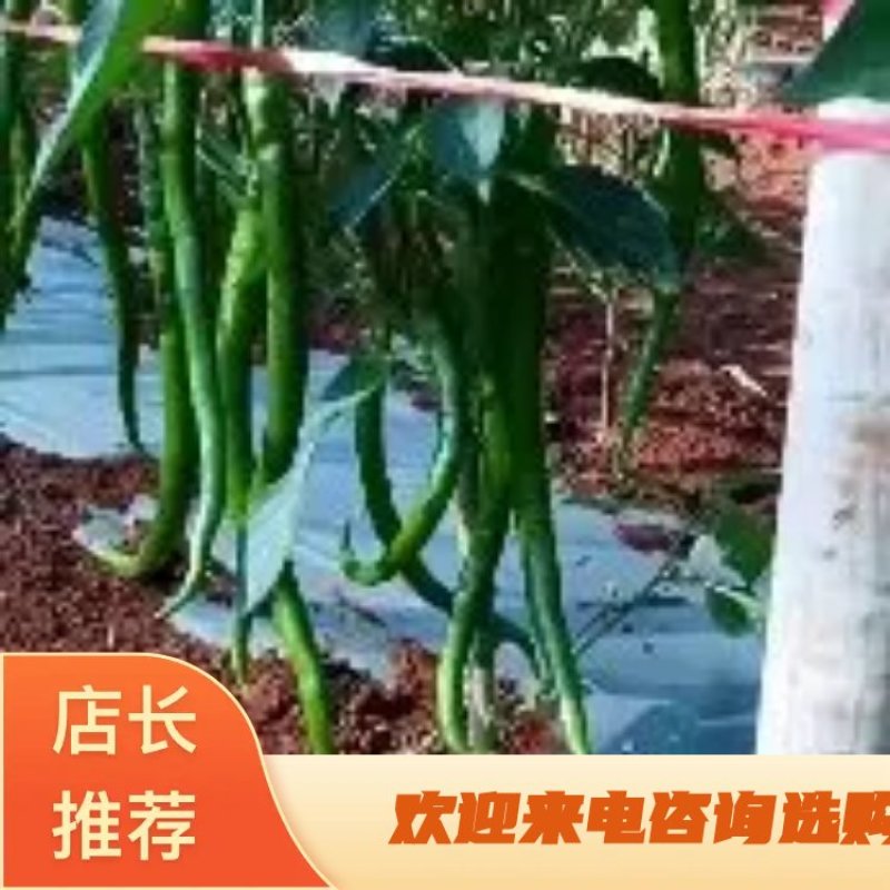 产地货直发全国电商市场品质保证一手货源，看到感兴趣联系