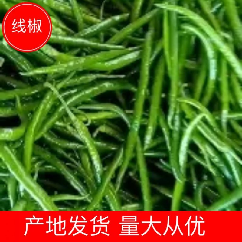 鲜辣椒线椒量大从优欢迎来电咨询选购