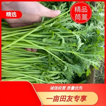 江苏精品茼蒿常年有货现采地头发货可以随时电话联系