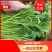 江苏精品茼蒿常年有货现采地头发货可以随时电话联系