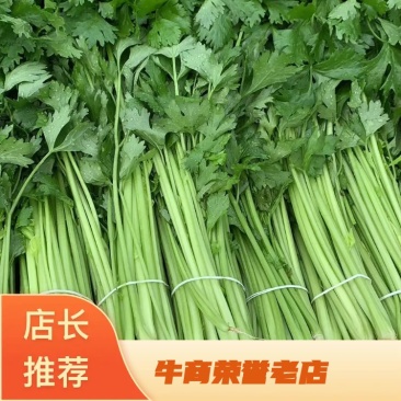 江苏芹菜现采现发袋装水洗大量有货可随时电话联系