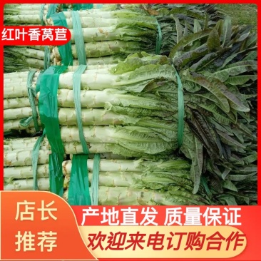 广西富川红叶莴苣莴笋，产地直发货源稳定质量保证欢迎来电