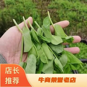 四川豌豆尖产地直发蔬菜新鲜价格便宜