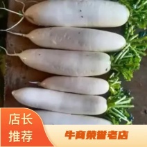 四川成都彭州市萝卜大量上市了大小匀称质量巴士