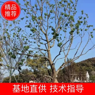 乌桕，苗圃直供精品乌桕规格齐全，量大可以优惠