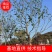 乌桕，苗圃直供精品乌桕规格齐全，量大可以优惠