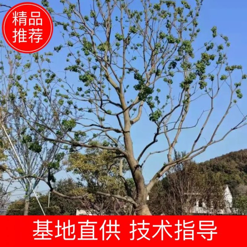 乌桕，苗圃直供精品乌桕规格齐全，量大可以优惠