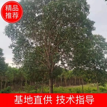 大叶女贞直供3到20公分大叶女贞，量大价格可优惠