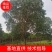 大叶女贞直供3到20公分大叶女贞，量大价格可优惠