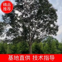 精品女贞，苗圃直供大叶女贞13-15公分量大从优