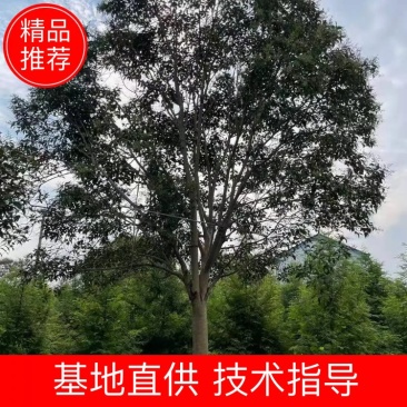 精品女贞，苗圃直供大叶女贞13-15公分量大从优