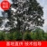 精品女贞，苗圃直供大叶女贞13-15公分量大从优