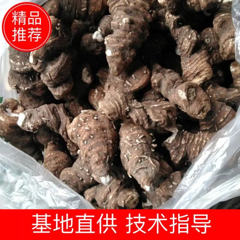 四川省什邡市众康合作社华重楼选装货
