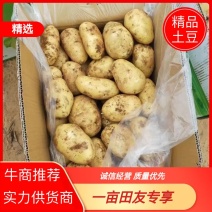 优选黄心土豆品质保证诚信经营对接商超市场电商量大从优