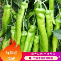 【荐】青州寿光原产地尖椒辣椒，出口尖椒青椒，市场商场直供