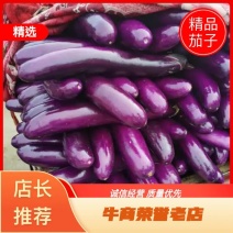 [荐]紫棒长茄，基地货，可视频看货基地直供