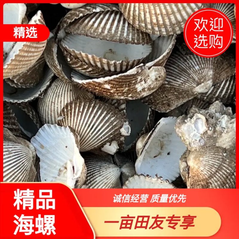 瓦楞子壳毛蚶壳血蚶壳，量大从优，欢迎采购