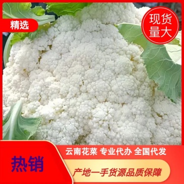 云南花菜曲靖青梗小米90松花菜产地一手货源品种规格齐全量大