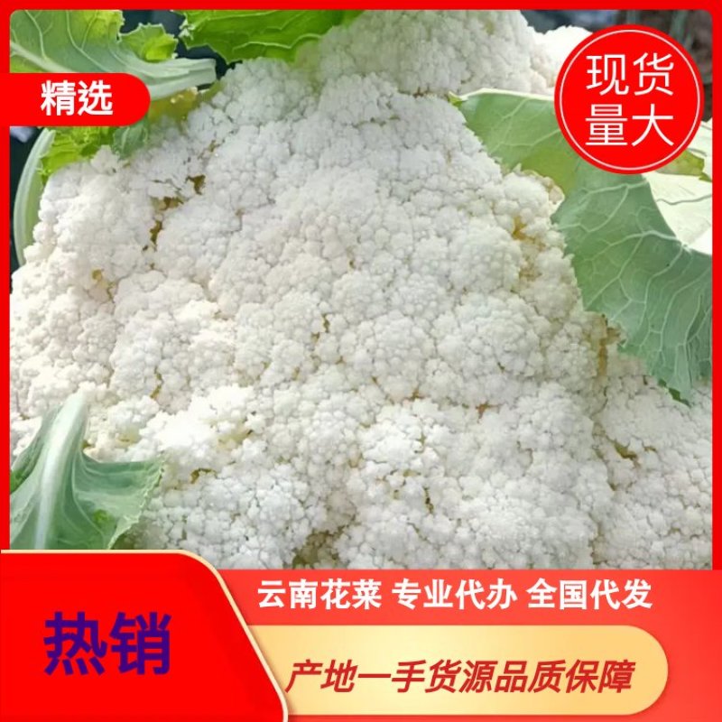 云南花菜曲靖青梗小米90松花菜产地一手货源品种规格齐全量大