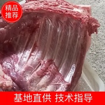 土猪肉，山猪肉，新鲜活杀，当天发货，新鲜到家，