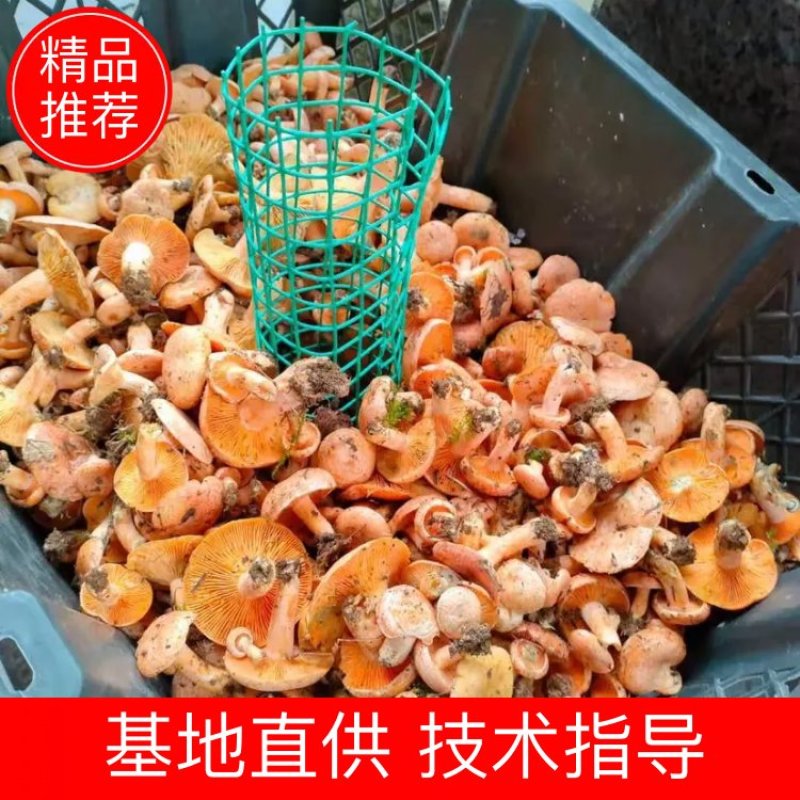 松树菌，枞树菌，野生菌，高蛋白，炖鸡，炖汤