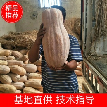 【湖北襄阳南瓜基地】密本南瓜，市场货工厂货，养殖厂南瓜等