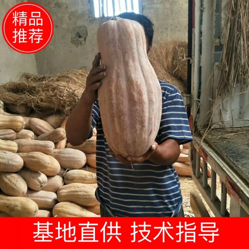 【湖北襄阳南瓜基地】密本南瓜，市场货工厂货，养殖厂南瓜等