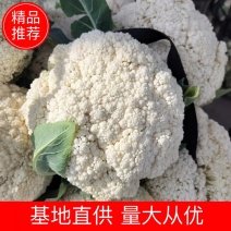 精品有机花菜，基地直发，一手货源，量大从优，欢迎采购