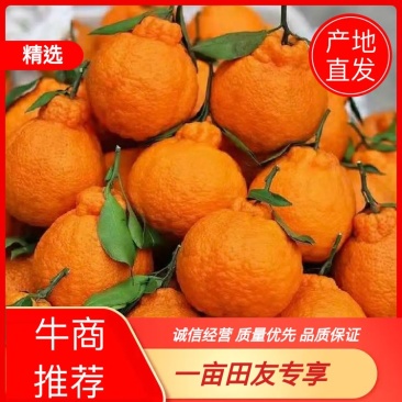 【精品】春见耙耙柑大量供应市场电商平台欢迎联系