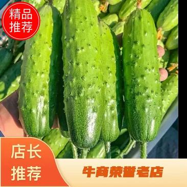 河北昌黎县旱黄瓜大量供应品质保证一手货源价格实惠