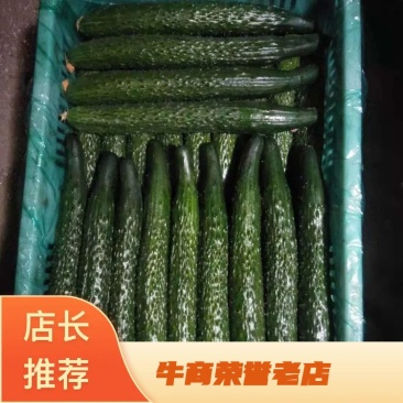 【优质】精选沂南密刺亮条黄瓜条形好量大价优代发全国