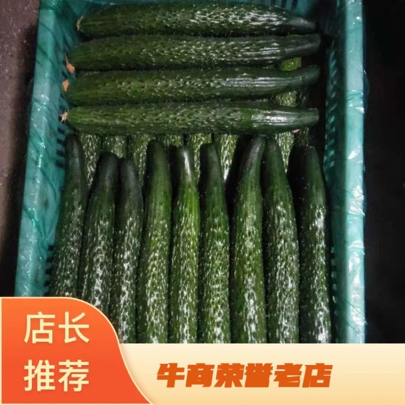 【优质】精选沂南密刺亮条黄瓜条形好量大价优代发全国