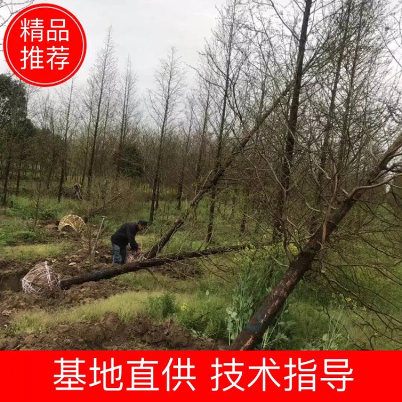 优质精品水杉，5-20公分水杉树，苗圃直供