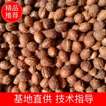 马哈利樱桃种子，耐寒，根系发达，粒粒饱满，出苗率高