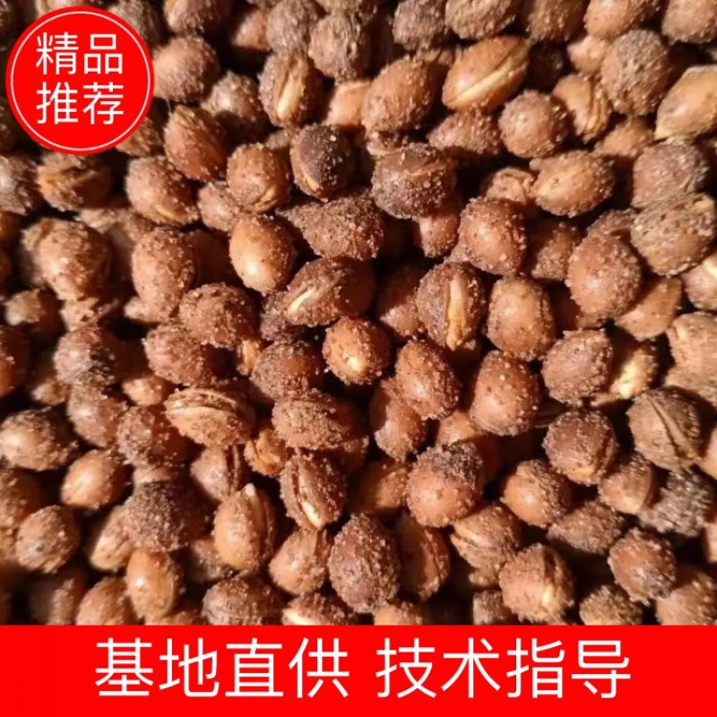 马哈利樱桃种子，耐寒，根系发达，粒粒饱满，出苗率高