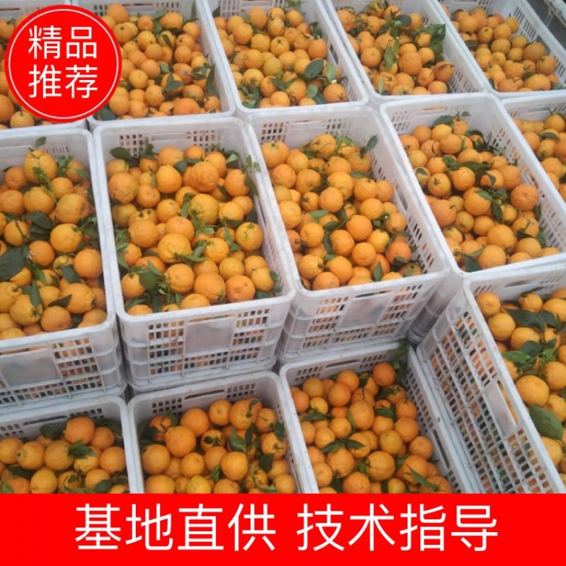 汉源石棉柑橘黄果柑代办，批发，产地来电咨询有惊喜，