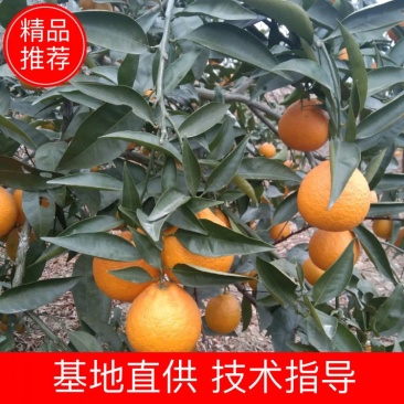 汉源石棉柑橘黄果柑代办，批发，产地来电咨询有惊喜，