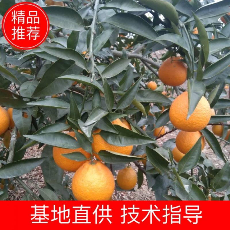 汉源石棉柑橘黄果柑代办，批发，产地来电咨询有惊喜，