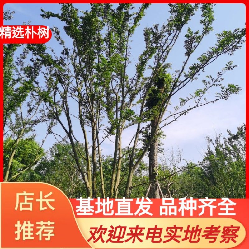 成都精品拼栽朴树、异性朴树欢迎咨询、实地考察