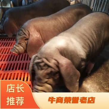 【热卖】原种太湖高产母猪，乃粗饲，抗病强，窝窝产仔二十多