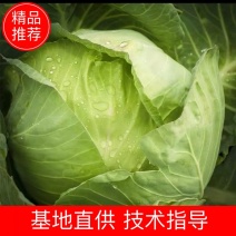 精品甘蓝圆包菜可视频看货保质保量欢迎咨询订购