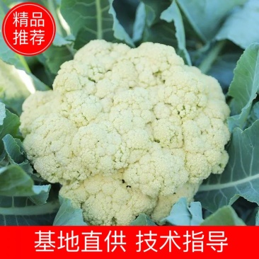 松花菜菜花有机花新鲜花菜产地供应保质保量欢迎订购
