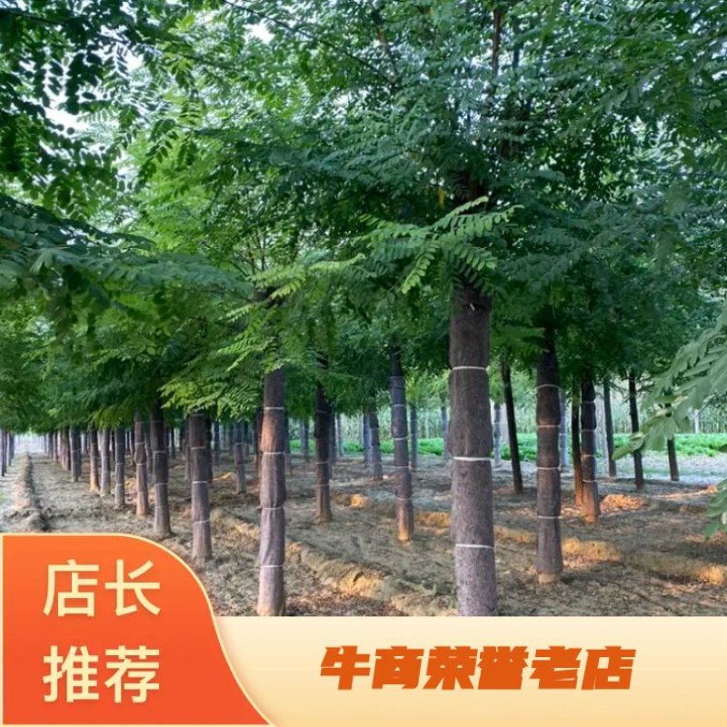 苗圃出售15公分，16公分，17公分，18公分刺槐！