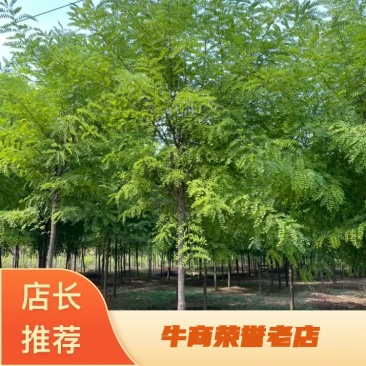 12公分刺槐，13公分刺槐，14公分刺槐。规格齐全！