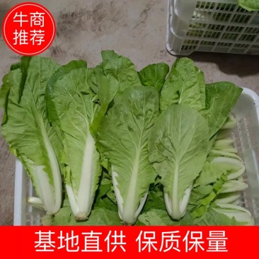 【推荐】小白菜山东精品小白菜，一手货源，产地直发