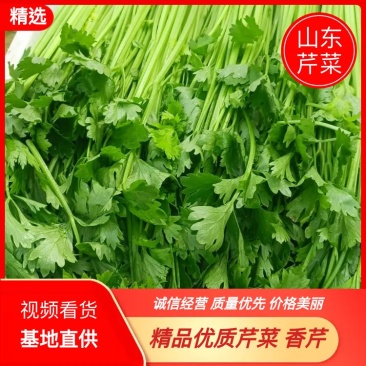 【芹菜】山东聊城精品小香芹，量大，一手货源欢迎联系